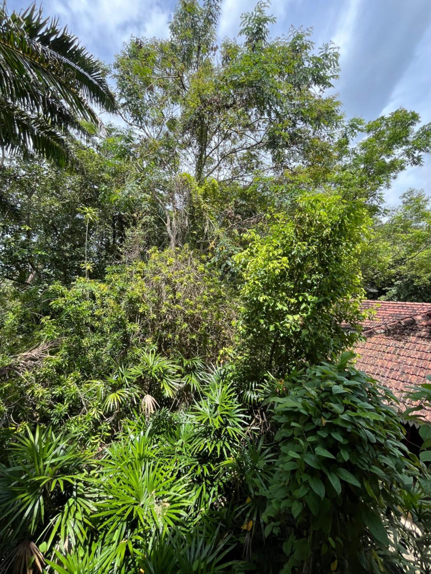 Ceylon Kingsmen Garden Hotel - Katunayake Negombo Exteriér fotografie